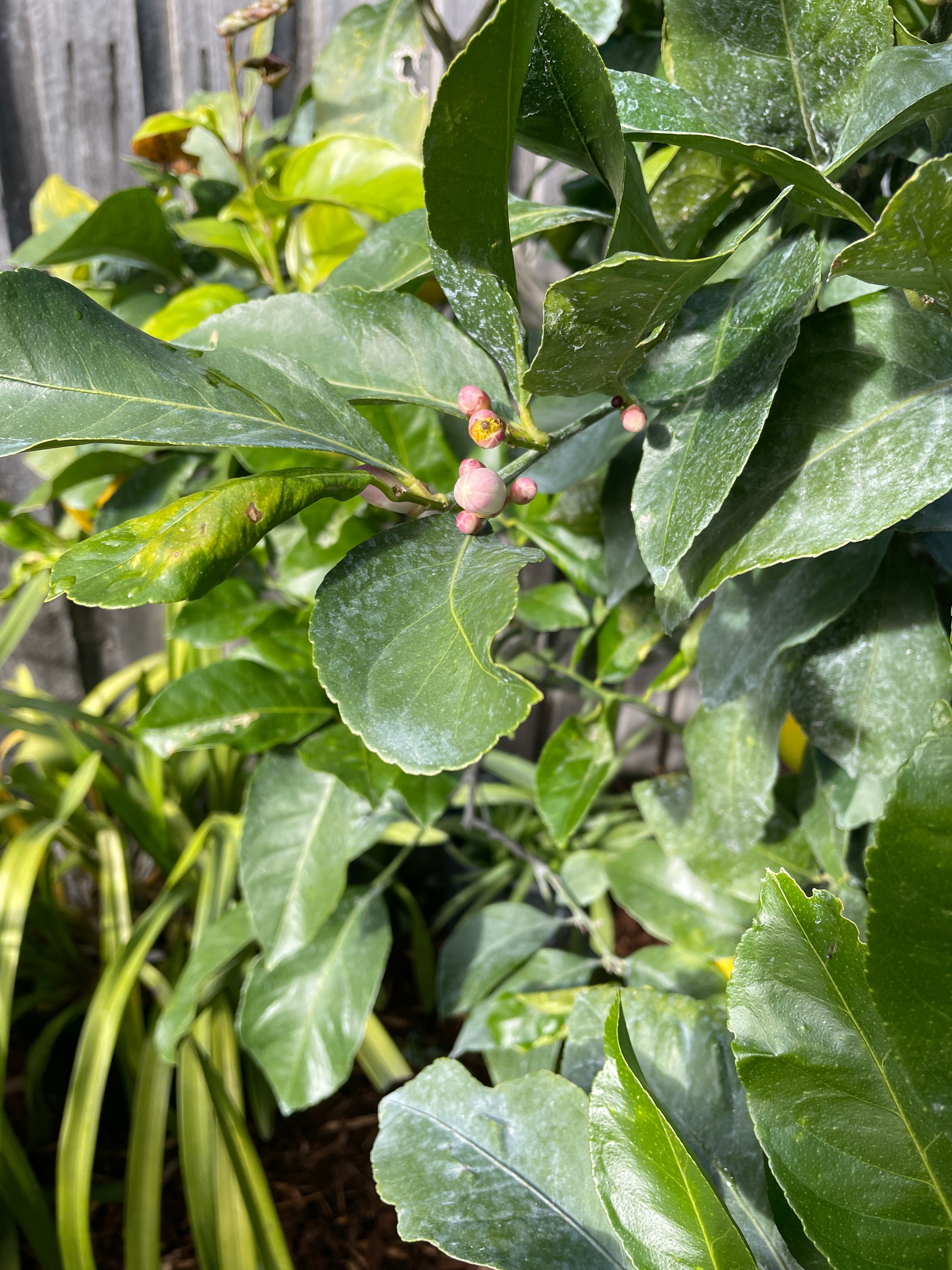 How to stop gall wasp on lemon tree? Bunnings community