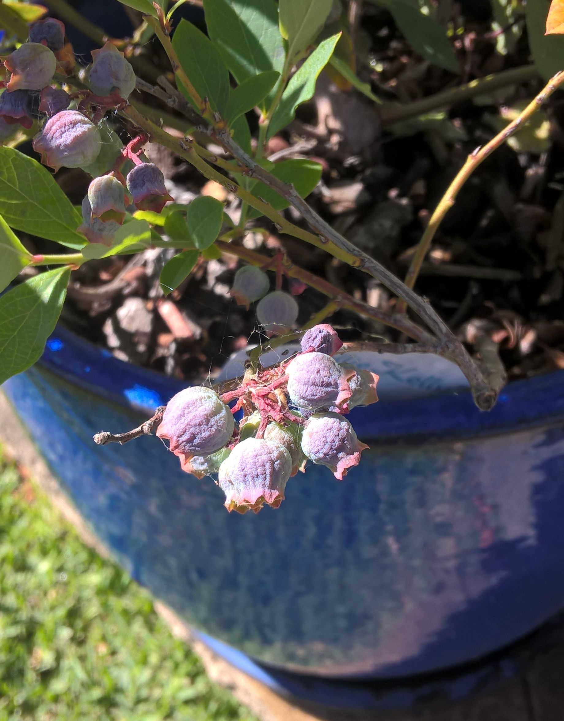 Blueberry bush berries are all wrinkly Bunnings community