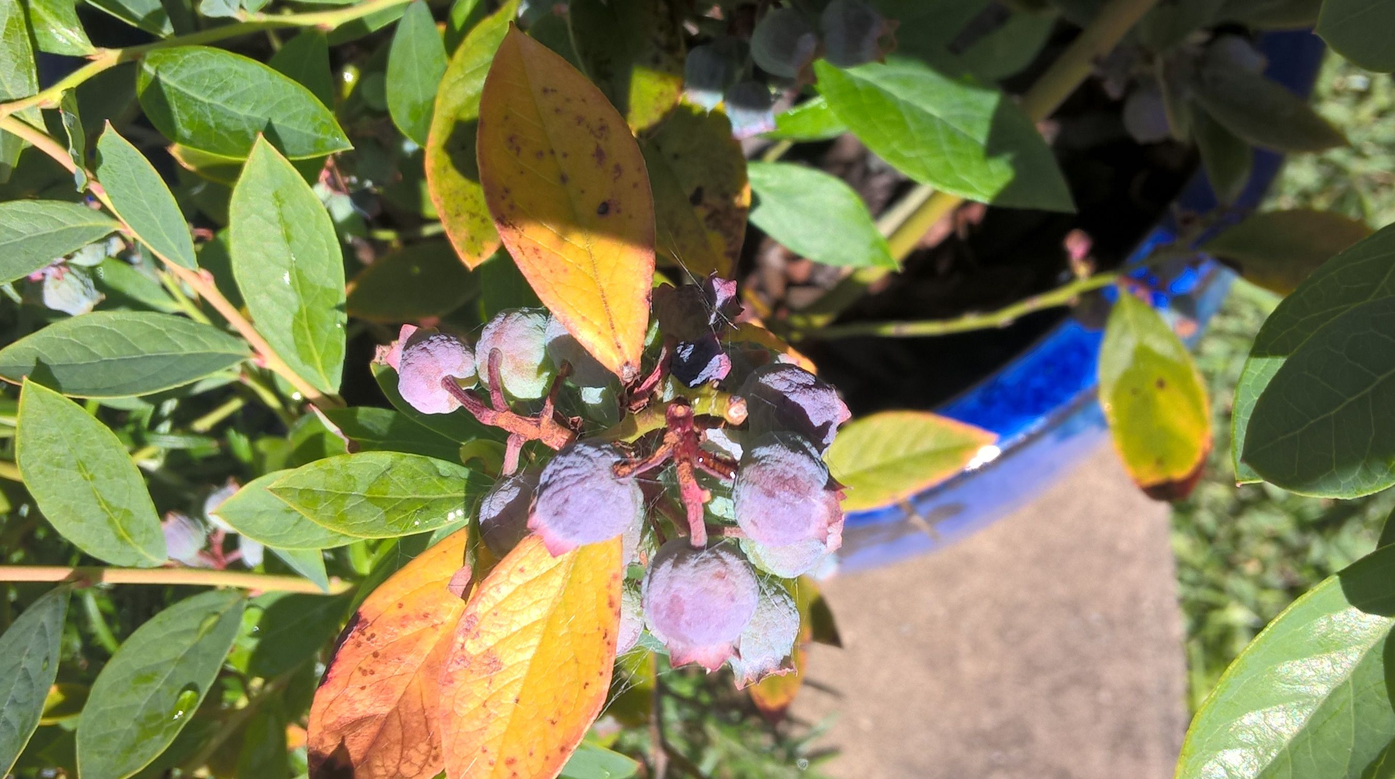 Blueberry bush berries are all wrinkly Bunnings community