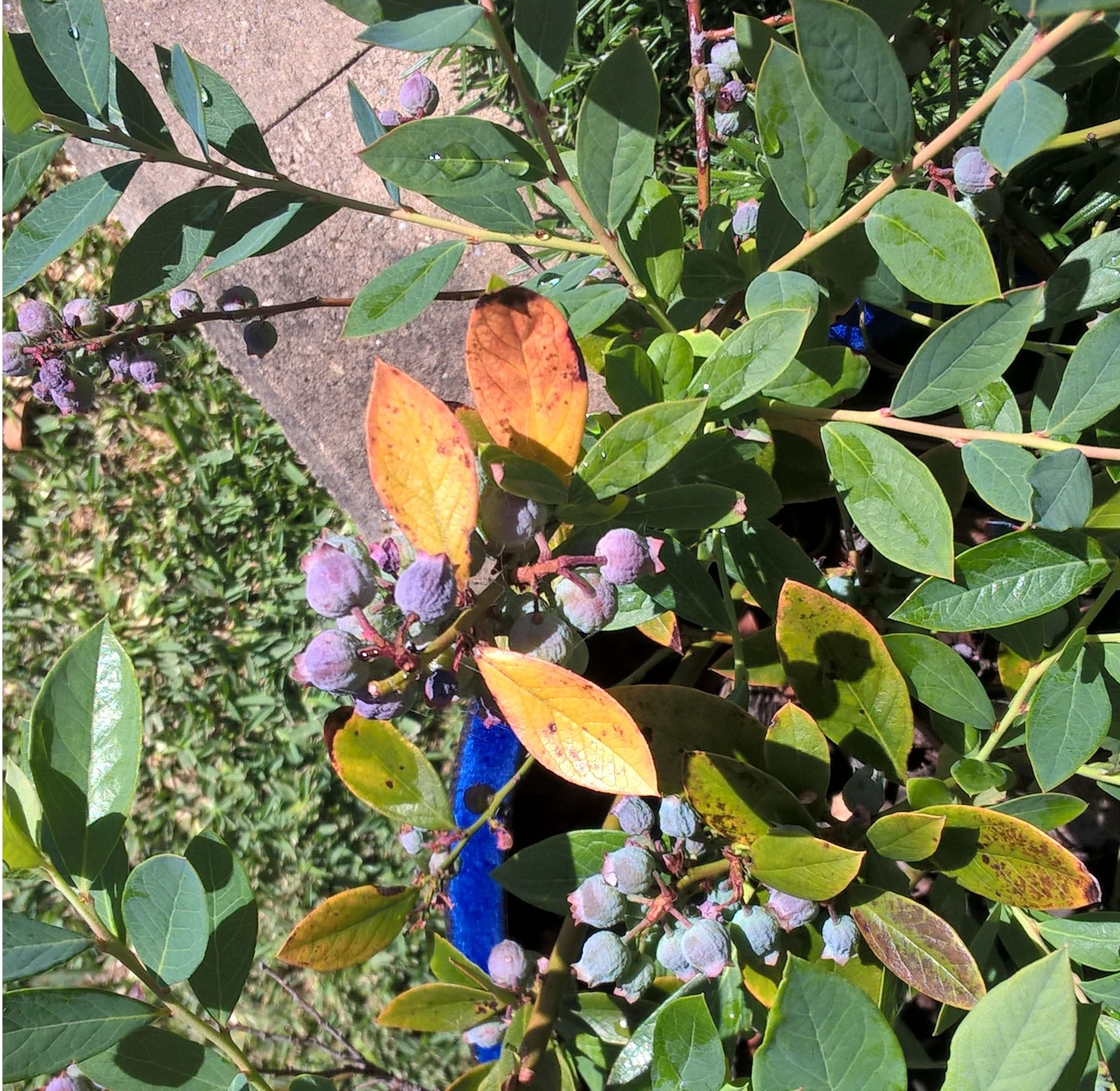 Blueberry bush berries are all wrinkly Bunnings community