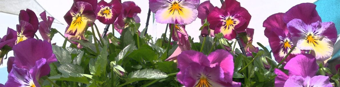 Pansies_in_a_hanging_basket.jpg