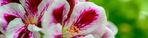 narrow_pelargonium.jpeg