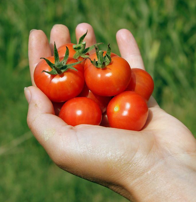 You can enjoy cherry tomatoes from your own hanging baskets