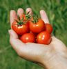 You can enjoy cherry tomatoes from your own hanging baskets