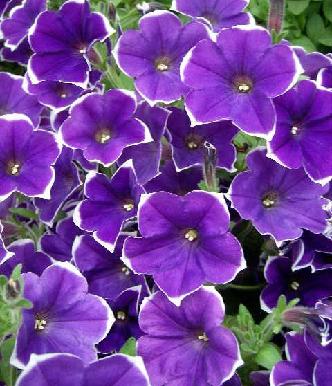 Petunias provide plenty of vibrant colours in summer