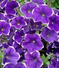 Petunias provide plenty of vibrant colours in summer