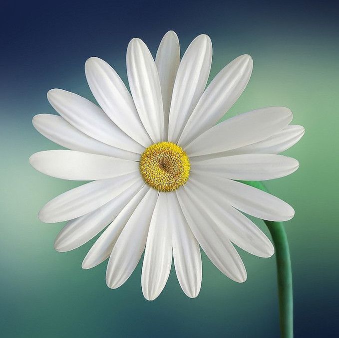 Daisies bring a classic look to any flower basket