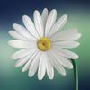 Daisies bring a classic look to any flower basket