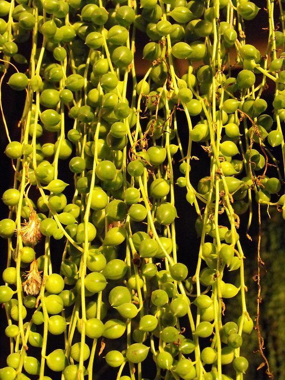 String of pearls makes a visual impact