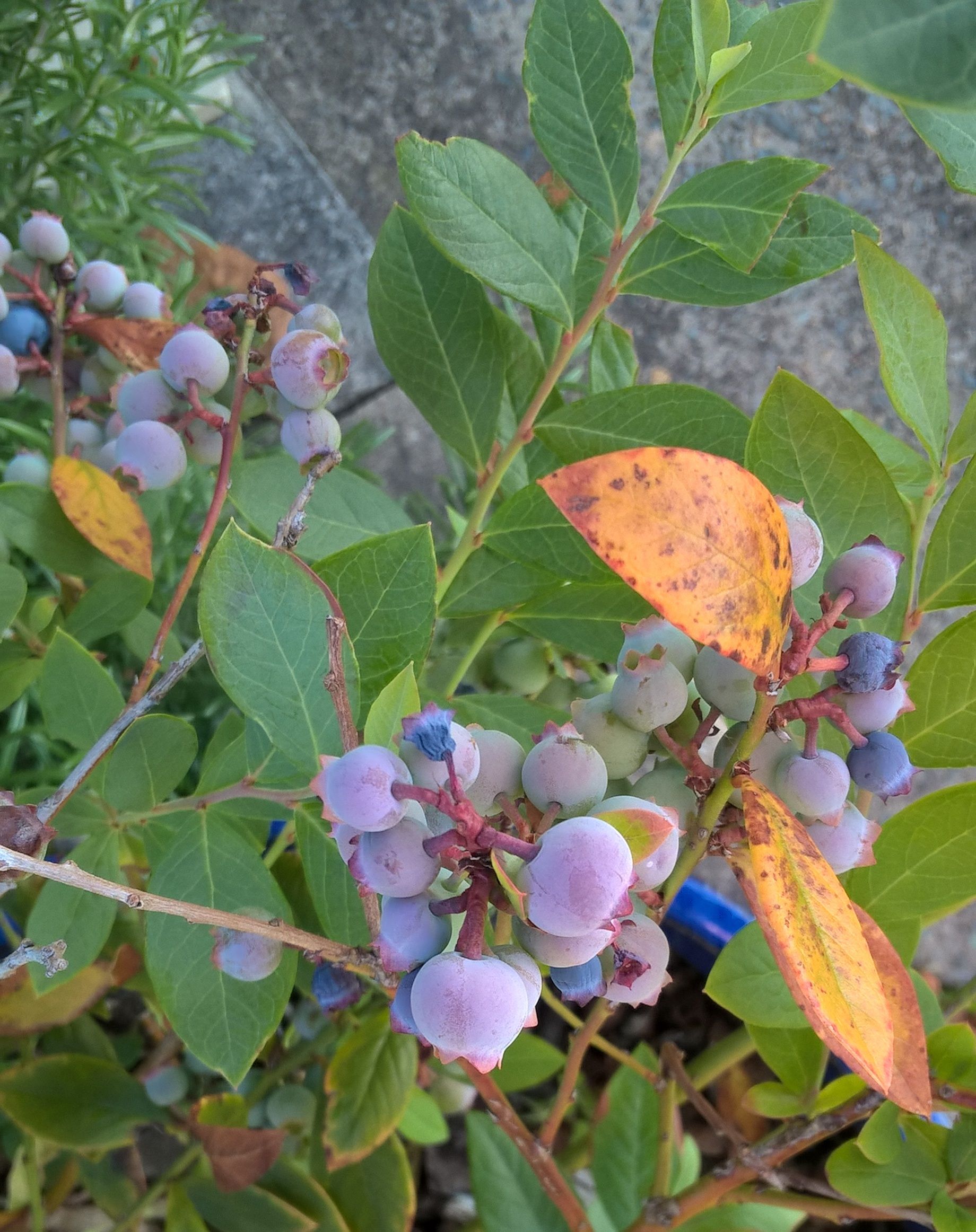 Blueberry bush berries are all wrinkly Bunnings community