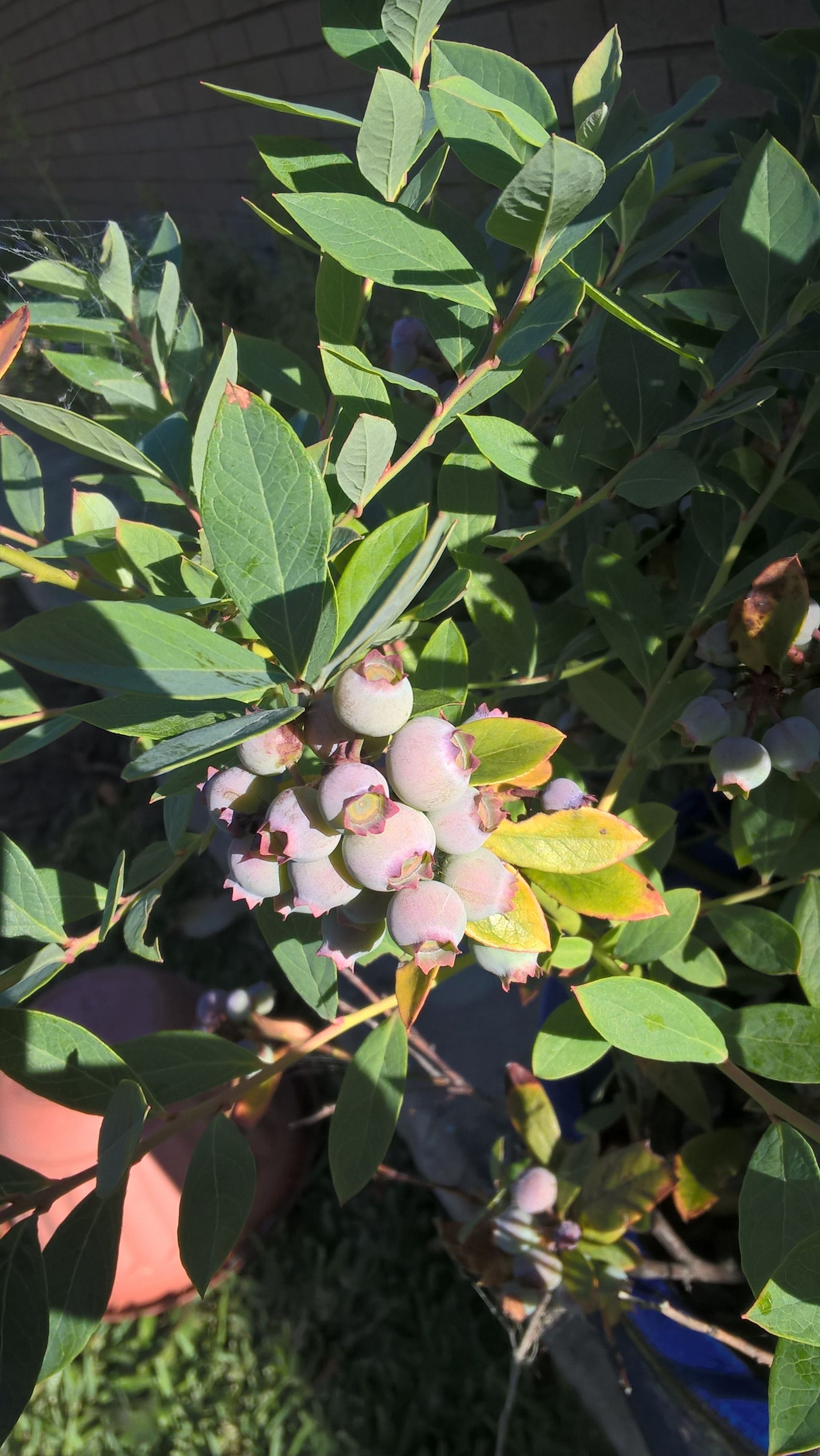 Blueberry bush berries are all wrinkly Bunnings community