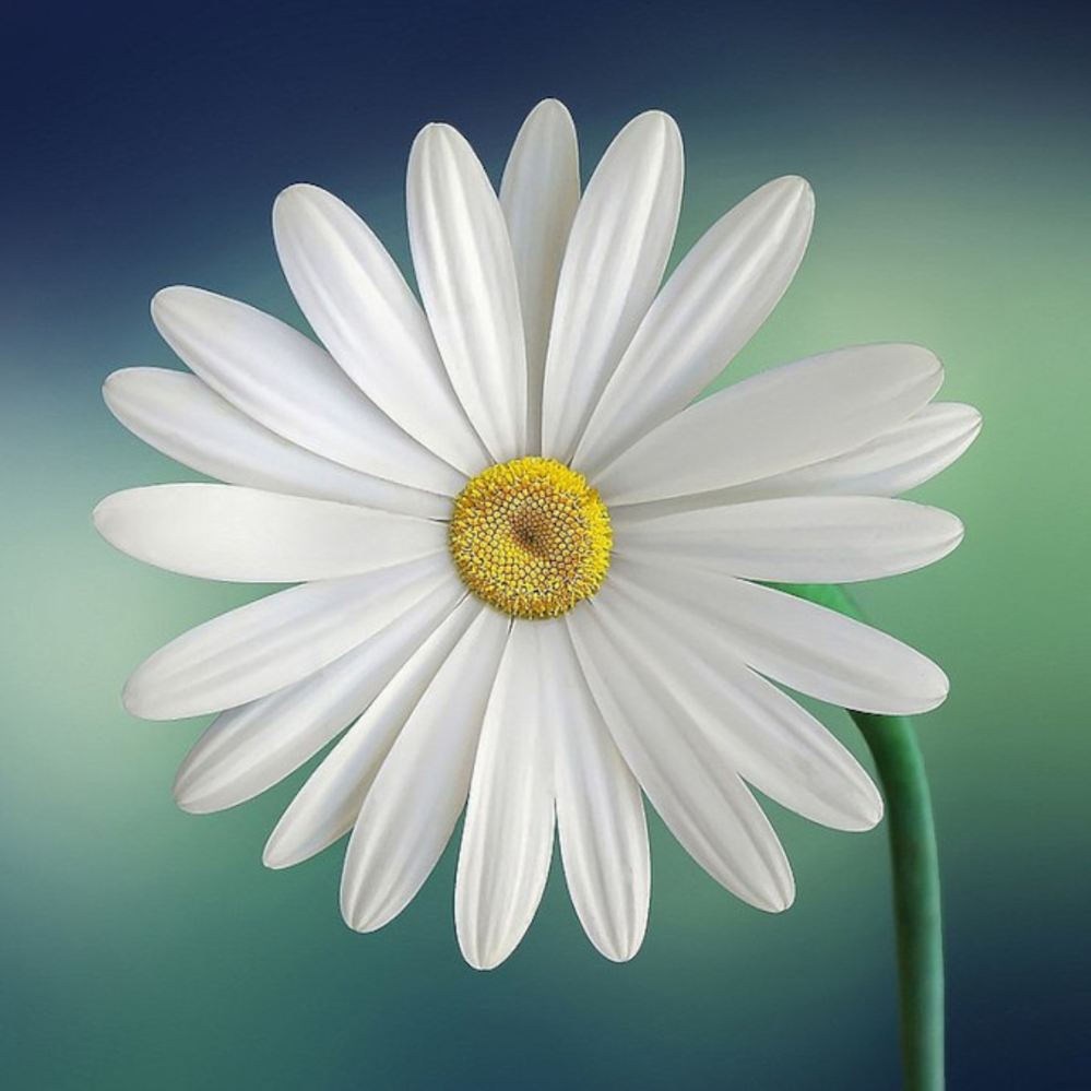 Daisies are a popular choice for flower baskets