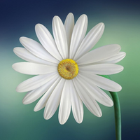Daisies are a popular choice for flower baskets