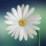 Daisies are a popular choice for flower baskets