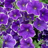 Petunias provide plenty of vibrant colours in summer