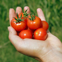 You can enjoy cherry tomatoes from your own hanging baskets