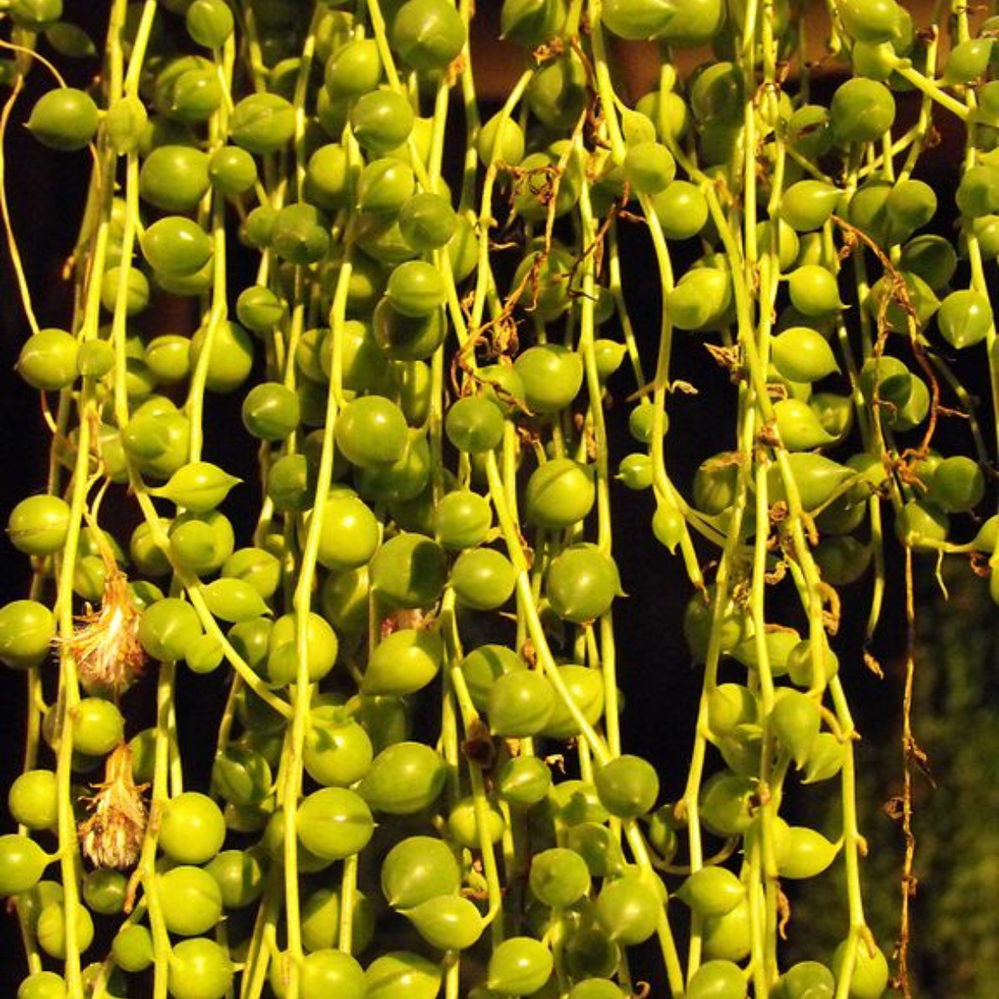String of pearls makes a visual impact