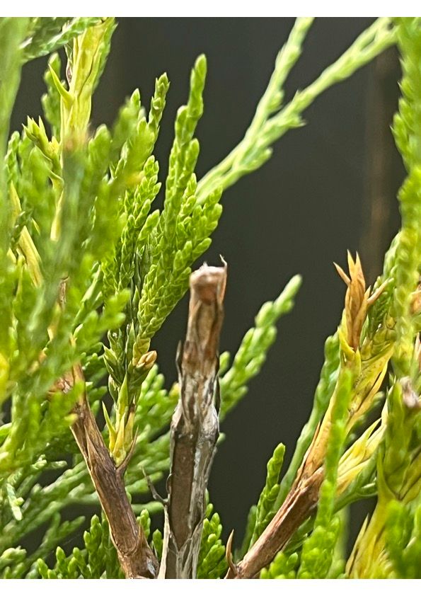 Will a cut Pencil Pine top affect growth... Bunnings community