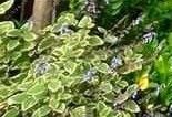 Plectranthus