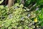 Plectranthus