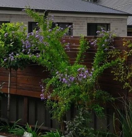 Duranta geisha girl.jpeg