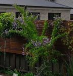 Duranta geisha girl.jpeg