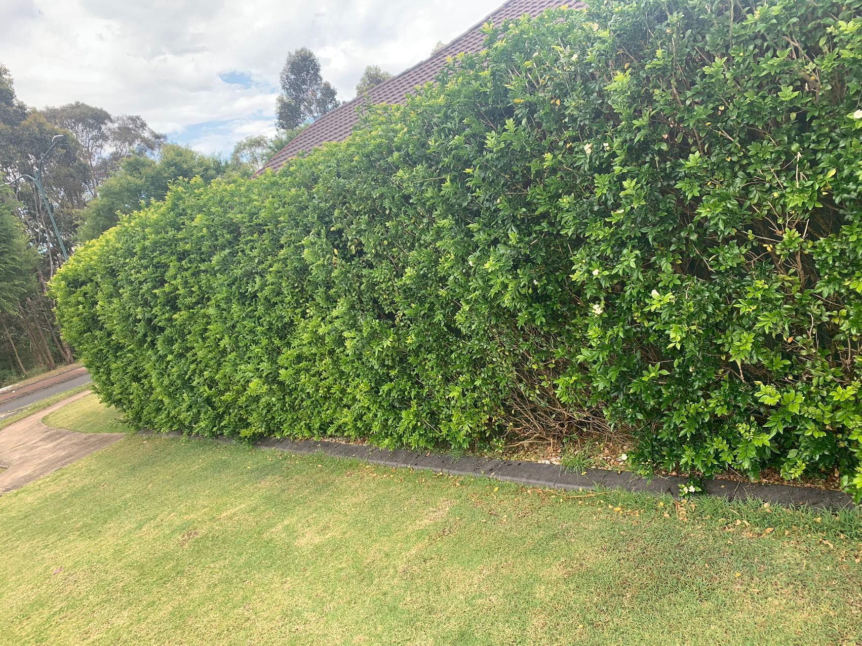 Can I still save these trees? Bunnings community