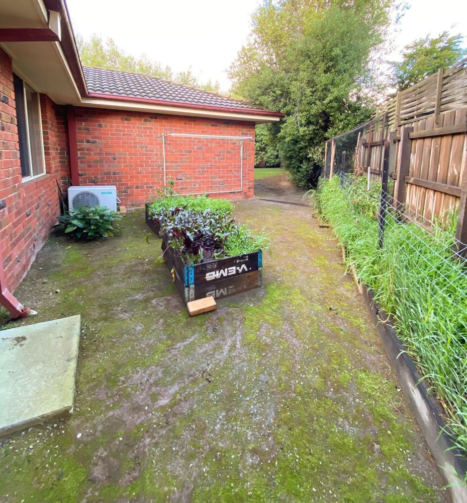 yard-before.JPG