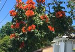 The African tulip tree is toxic to native stingless bees and other insects