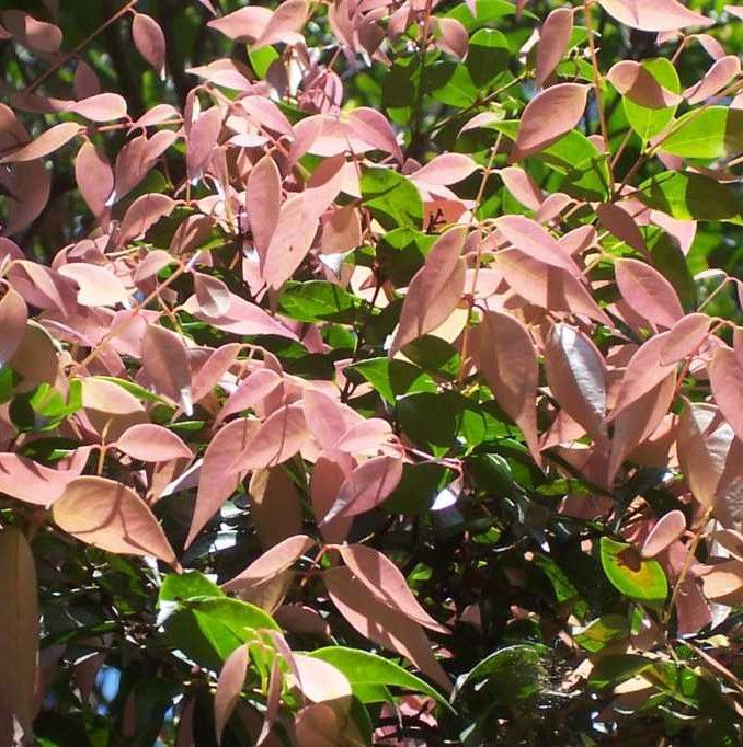 Pointy pink leaves give away an overgrown lilly pilly hedge
