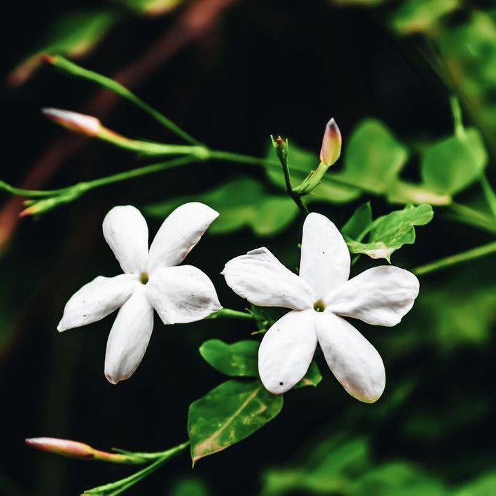 Overgrown Murraya hedges can block out windows