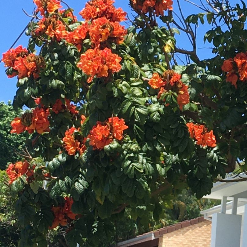The African tulip tree is toxic to native stingless bees and other insects