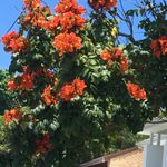 The African tulip tree is toxic to native stingless bees and other insects