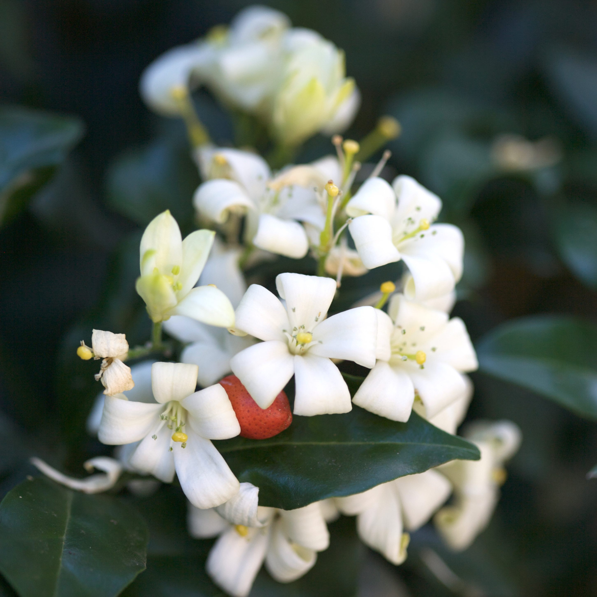 How to choose fragrant plants Bunnings community