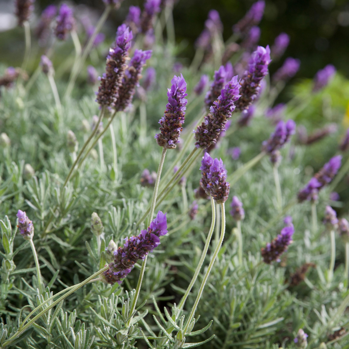 How to choose fragrant plants Bunnings community