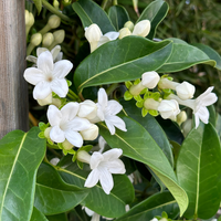 Madagascar jasmine