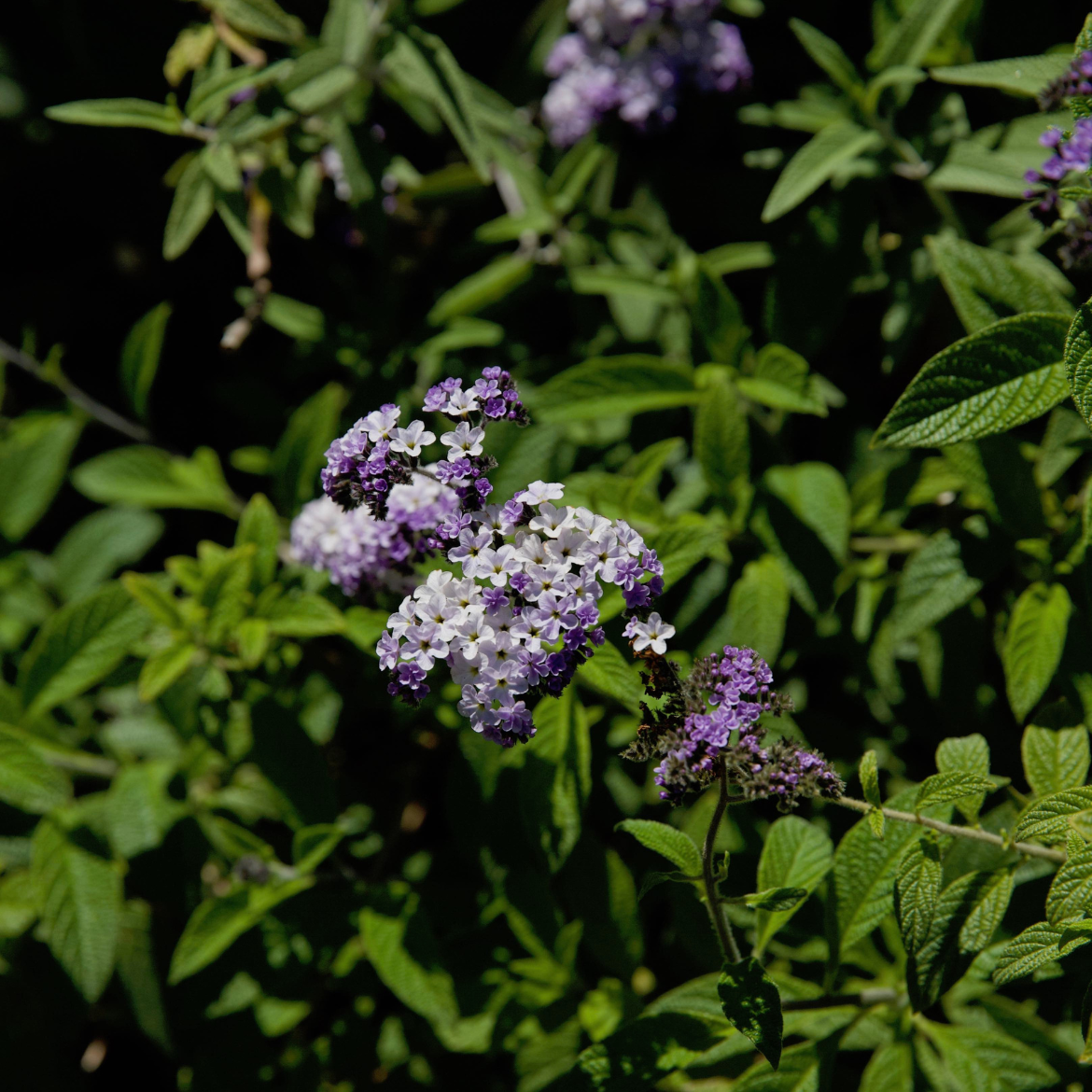 How to choose fragrant plants Bunnings community