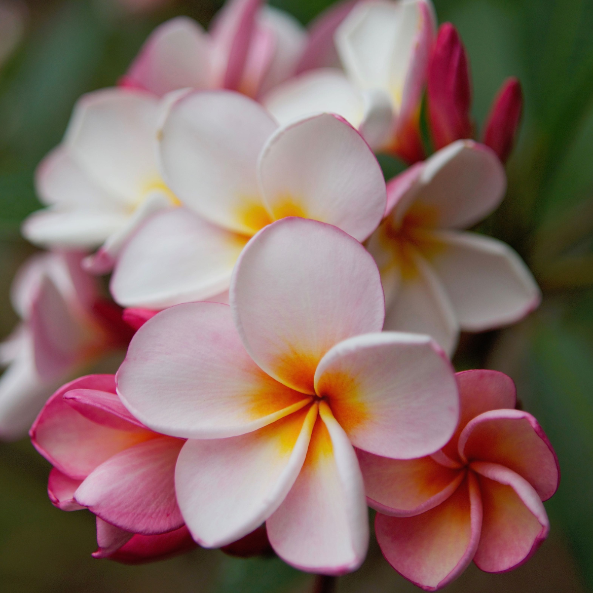 How to choose fragrant plants Bunnings community