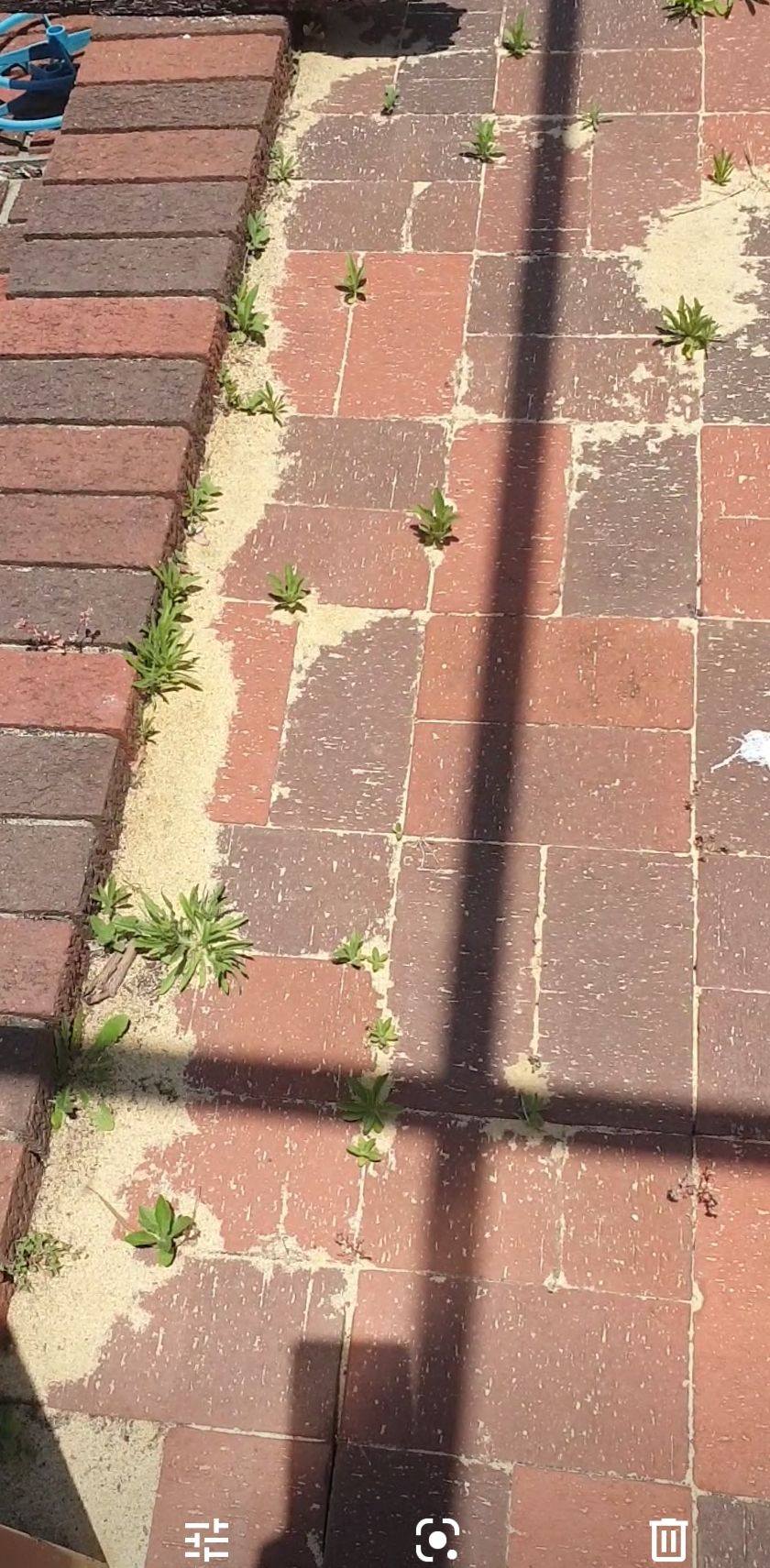 Solved How to prevent weeds growing between pat... Bunnings