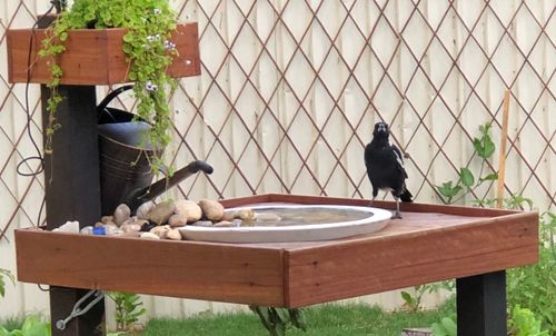 A magpie visits Workshop member annettespanski's bird bath
