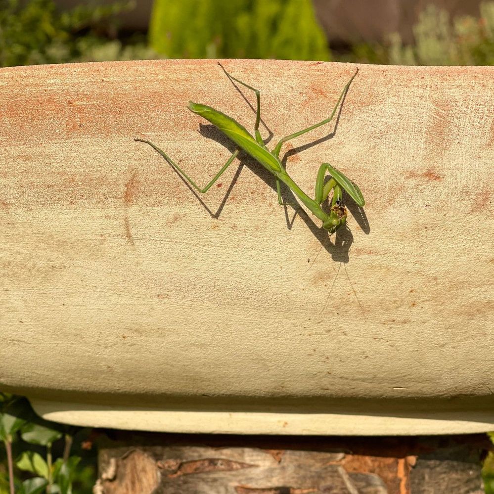 praying-mantis-on-birdbath.jpeg
