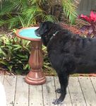 An old dog gets a taste of some very noisy miners