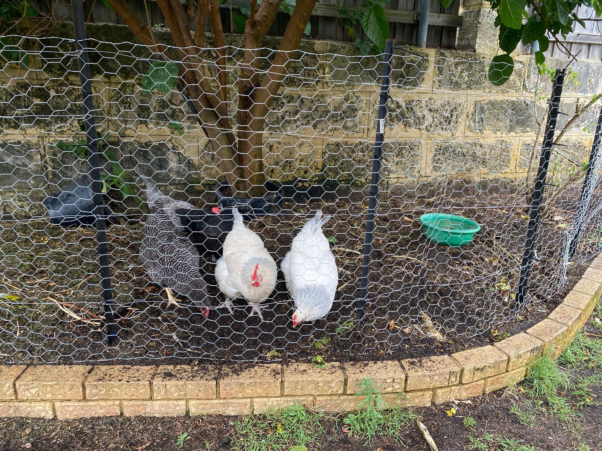 How to replace a chicken run fence