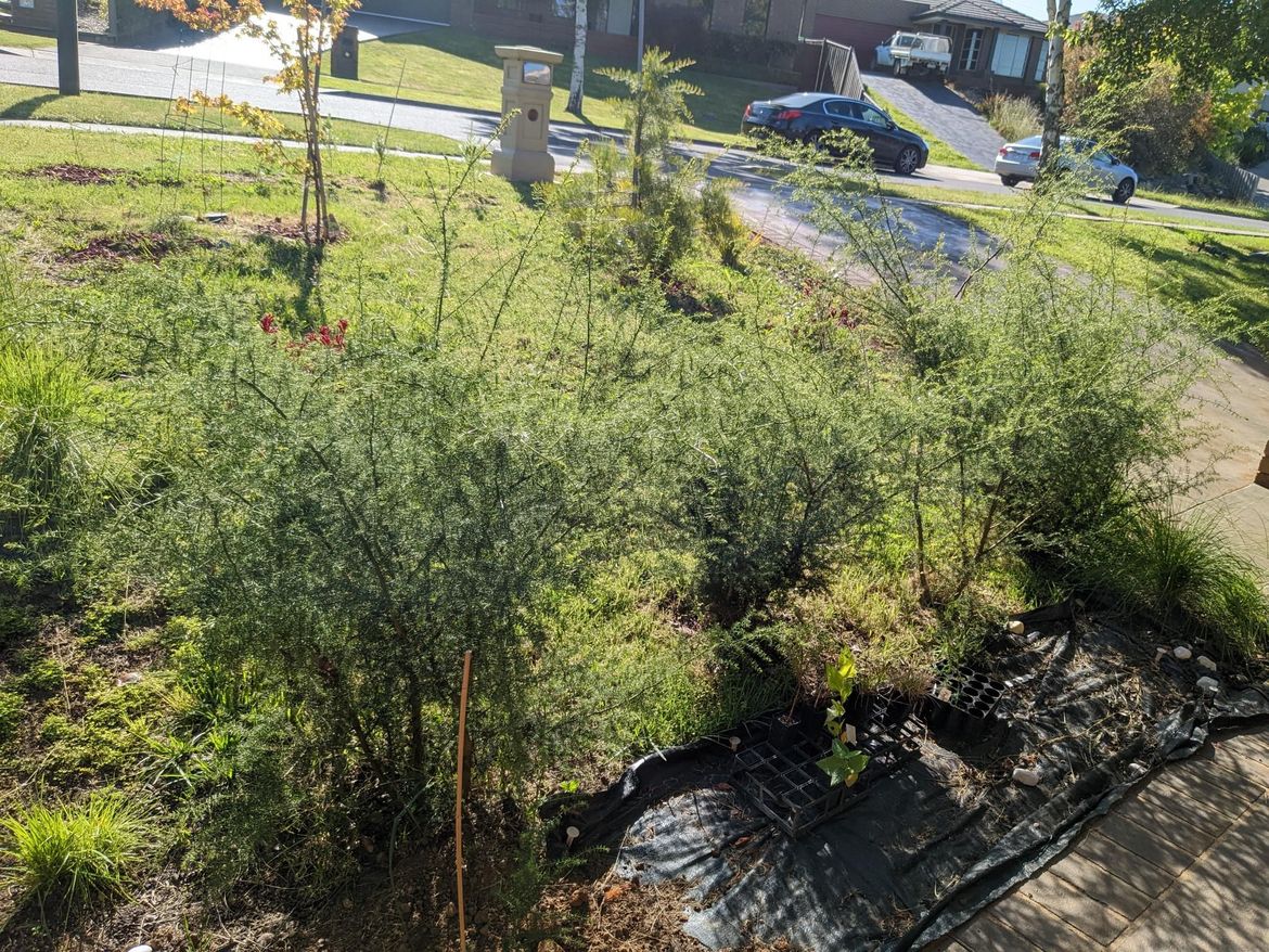 Prickly Moses Growing