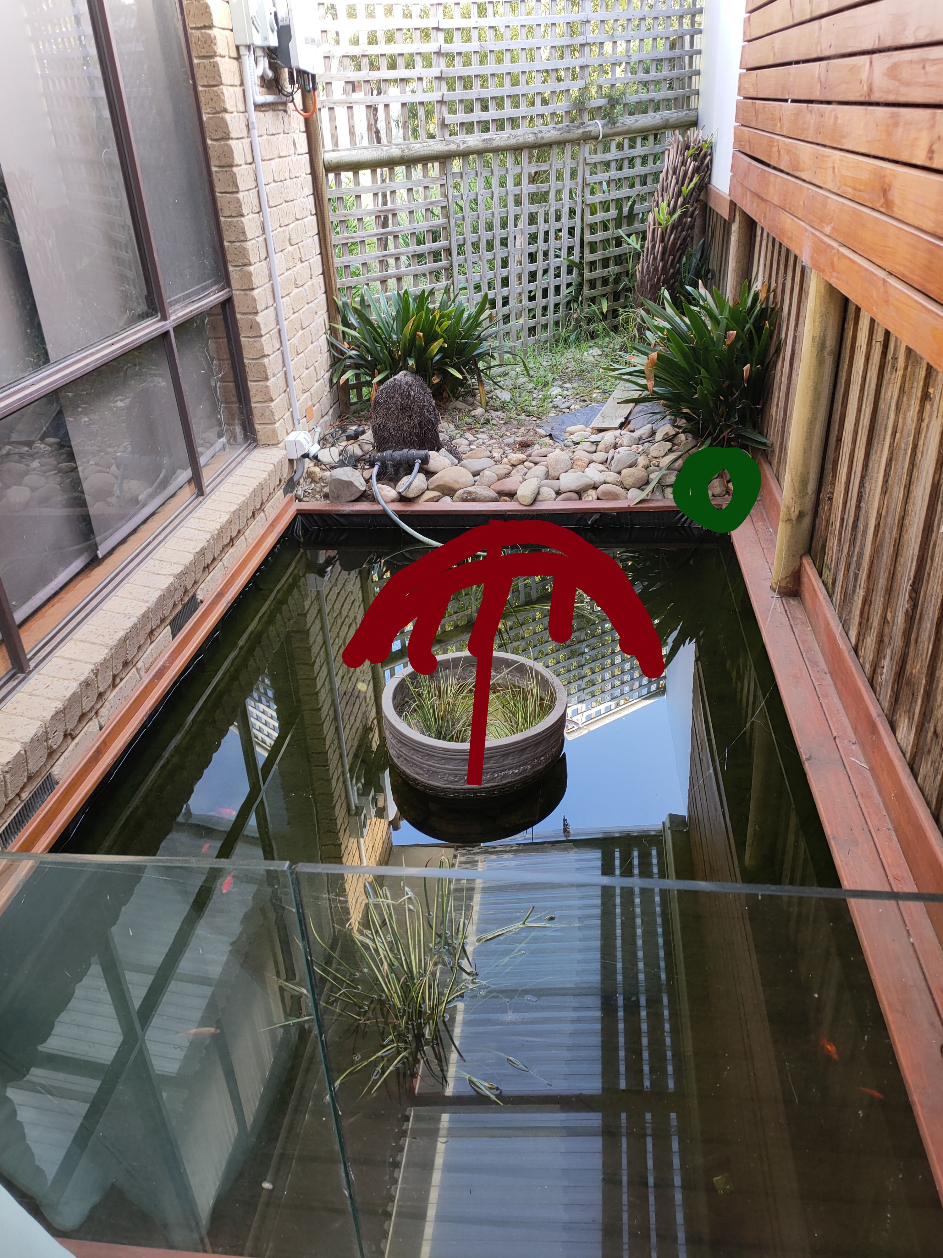 Solved How to refresh my fish pond? Page 5 Bunnings community