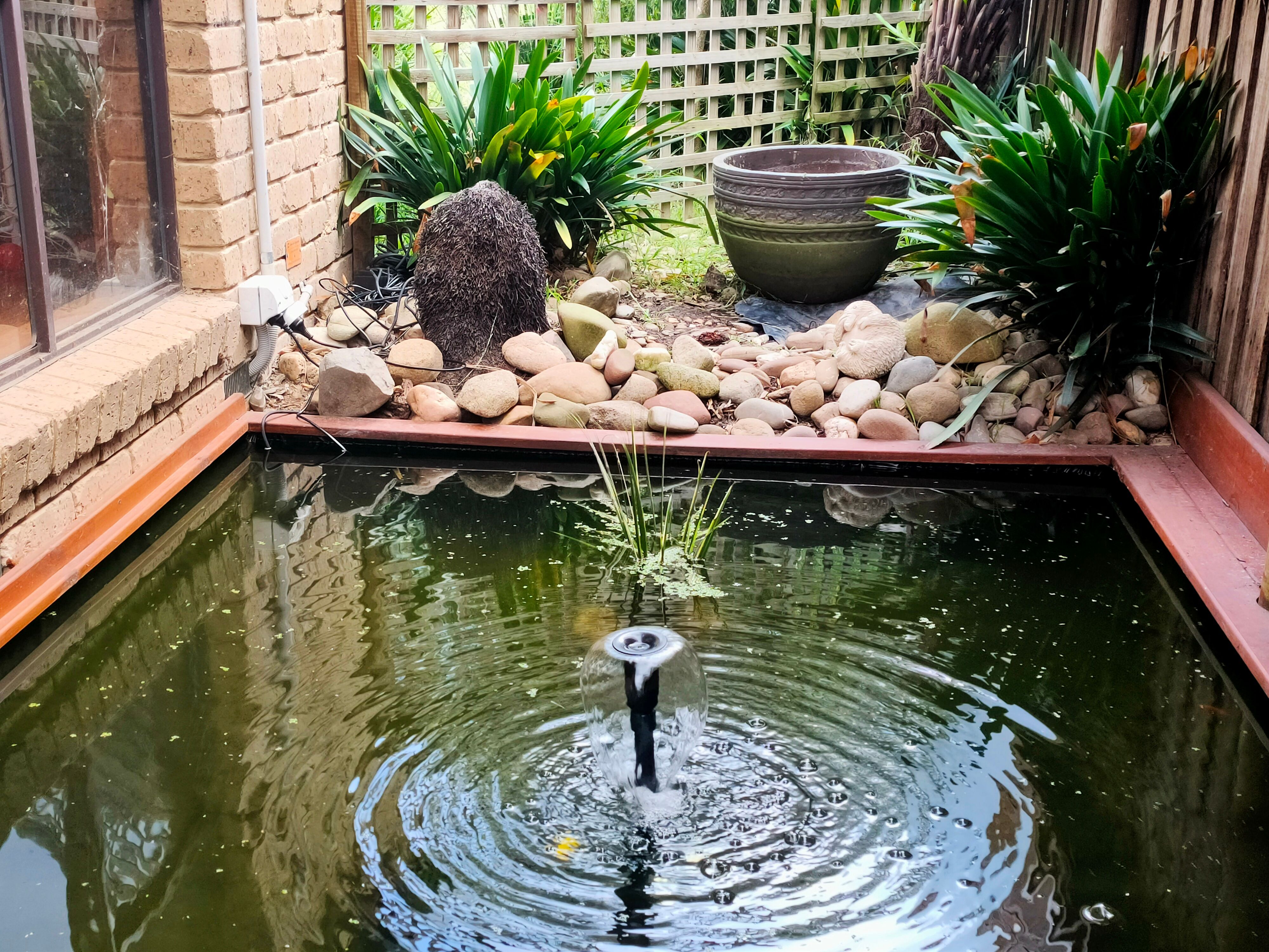 Solved How to refresh my fish pond? Page 5 Bunnings community