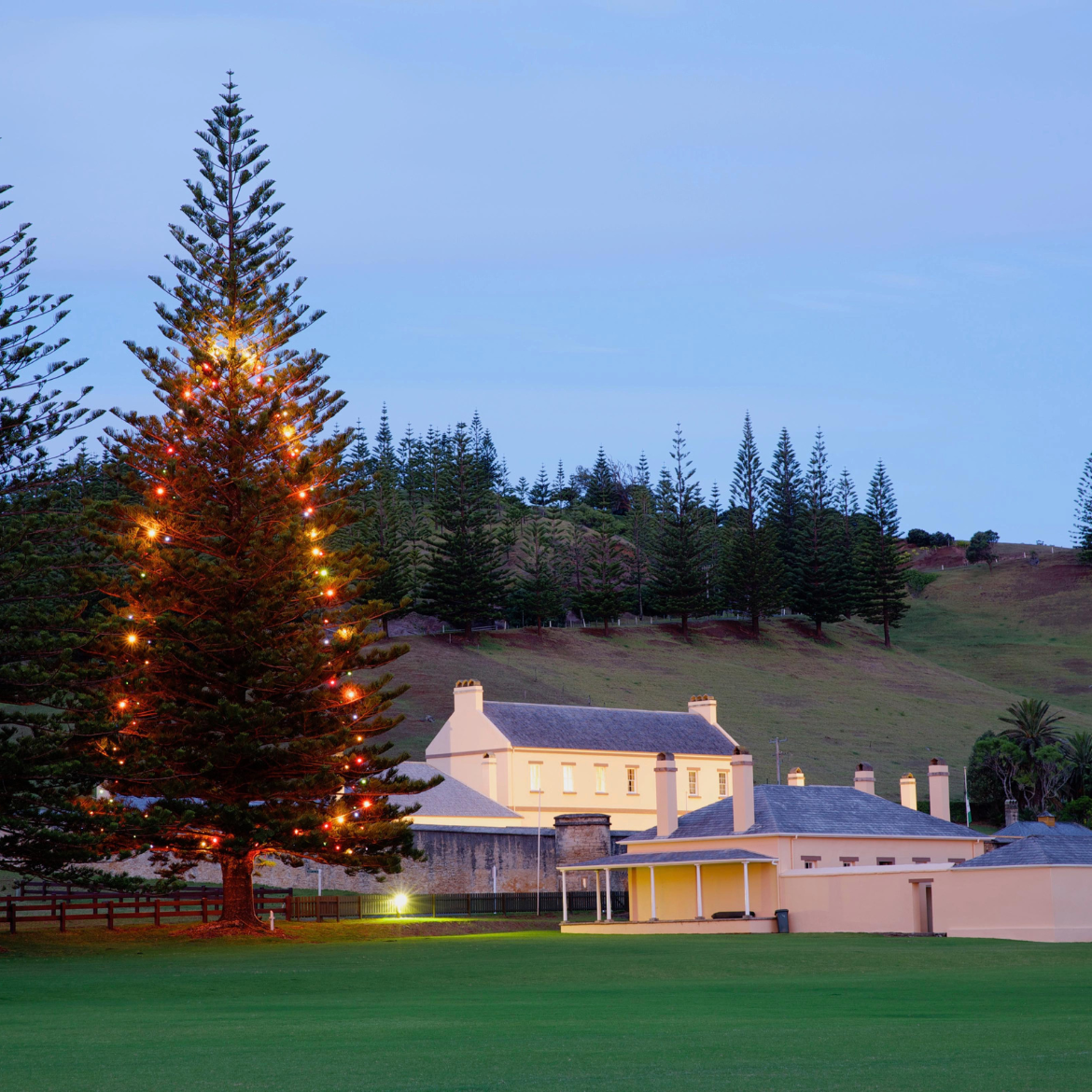 How to keep your Christmas tree alive an... Bunnings community