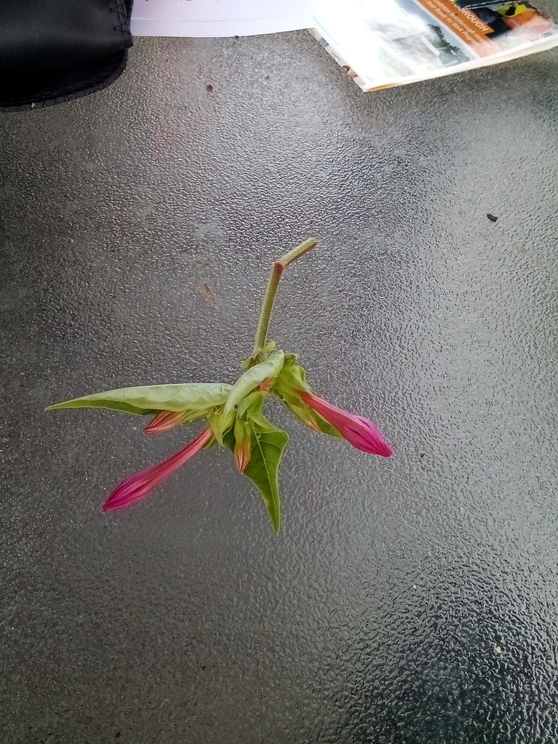 Solved What are these plants? Bunnings community