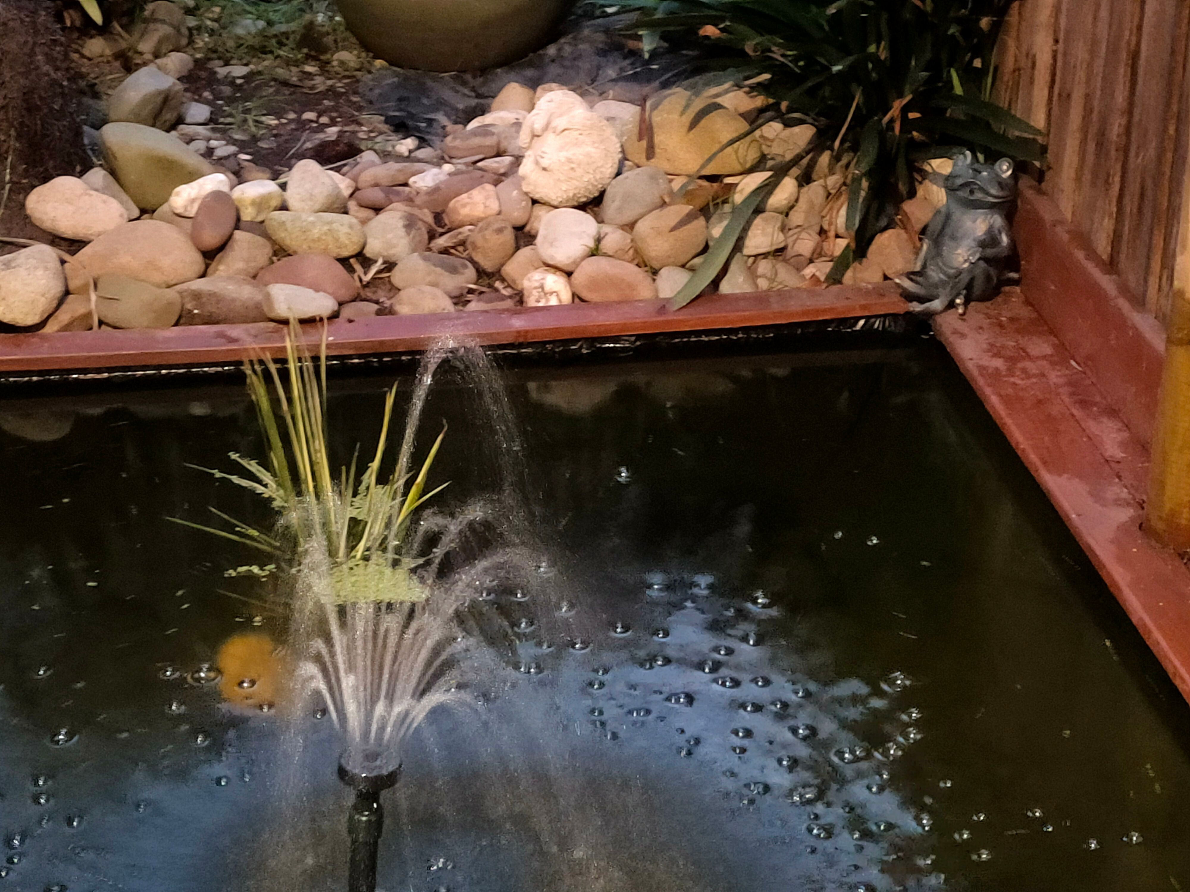 Solved How to refresh my fish pond? Page 5 Bunnings community