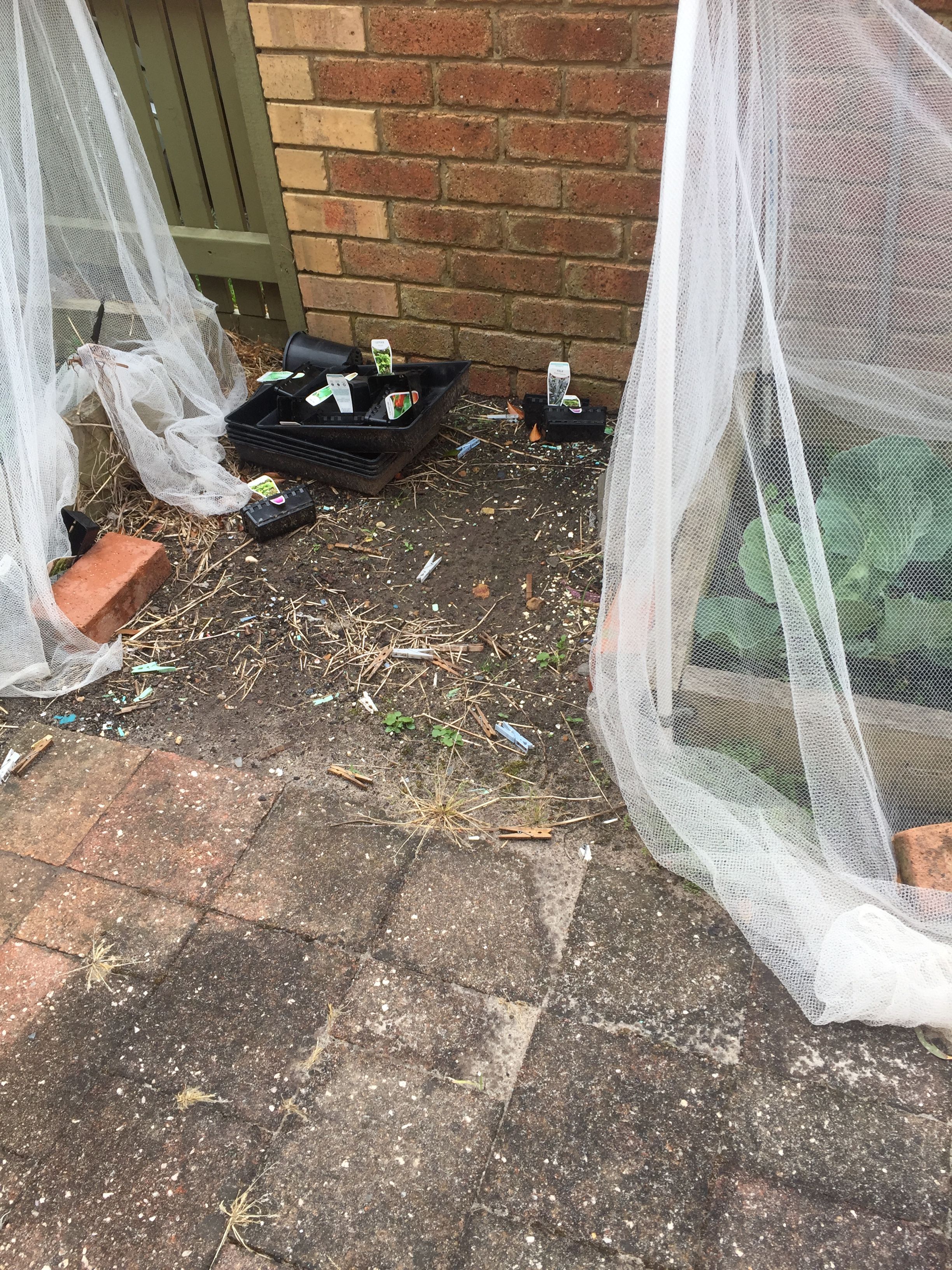 How to grow a pot plant vegetable garden... Bunnings community